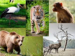 Qi Gong spontané des 5 Animaux et Didgeridoo